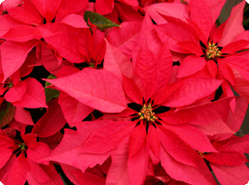 Poinsettia